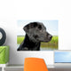 Black Lab Puppy With Marsh in Background Wall Mural