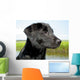Black Lab Puppy With Marsh in Background Wall Mural