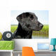 Black Lab Puppy With Marsh in Background Wall Mural