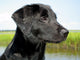 Black Lab Puppy With Marsh in Background Wall Mural