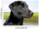 Black Lab Puppy With Marsh in Background Wall Mural