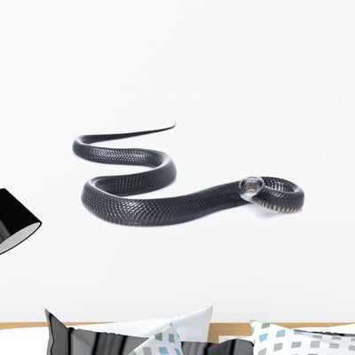Juvenile Indigo Snake Wall Decal shown on a wall