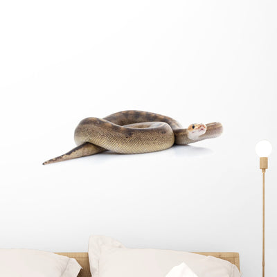 Champagne Ball Python Wall Mural shown on a wall