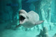 Beluga 2 Wall Mural