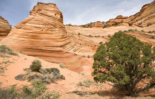 Sandstone Swirl Wall Mural