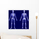 X-ray Skeleton Blue Wall Mural