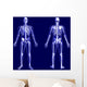 X-ray Skeleton Blue Wall Mural