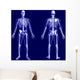 X-ray Skeleton Blue Wall Mural