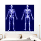 X-ray Skeleton Blue Wall Mural