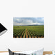 Vinyard France Wall Mural