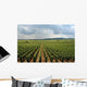 Vinyard France Wall Mural