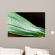 Bamboo - leaves with water drops Wall Mural