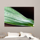 Bamboo - leaves with water drops Wall Mural