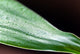 Bamboo - leaves with water drops Wall Mural