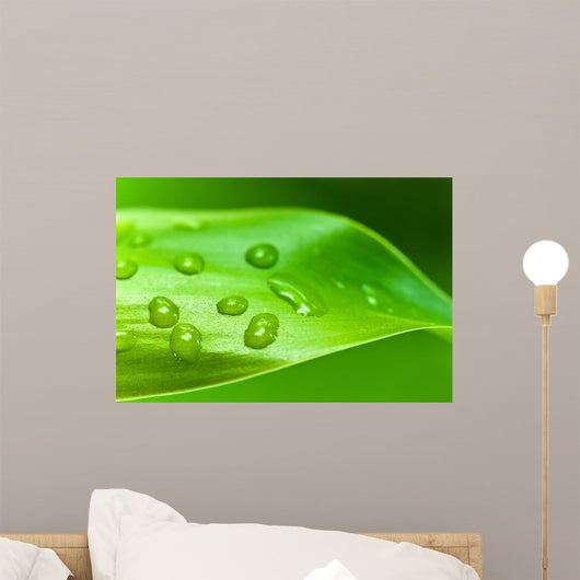 Bamboo - leaves with water drops Wall Mural