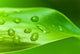 Bamboo - leaves with water drops Wall Mural