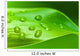 Bamboo - leaves with water drops Wall Mural