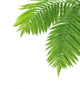 Two Ferns Wall Decal