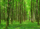 Landscape Wall Mural