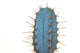 Trichocereus Macrogona Wall Mural