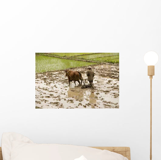 Plowing Rice Paddy Wall Mural