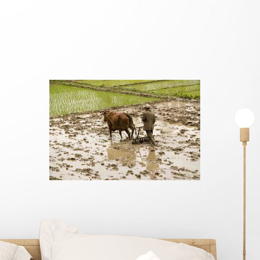 Plowing Rice Paddy Wall Mural