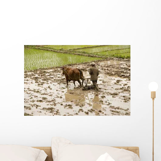 Plowing Rice Paddy Wall Mural