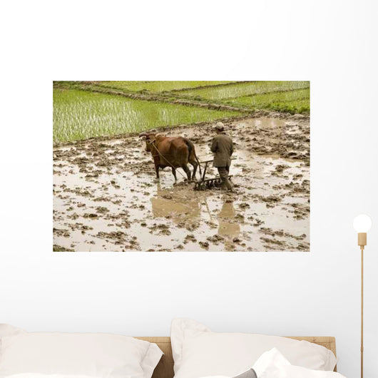 Plowing Rice Paddy Wall Mural