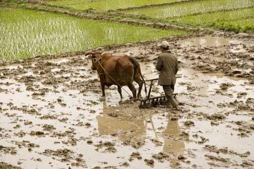 Plowing Rice Paddy Wall Mural