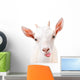 Funny Goat Showing Tongue Wall Decal