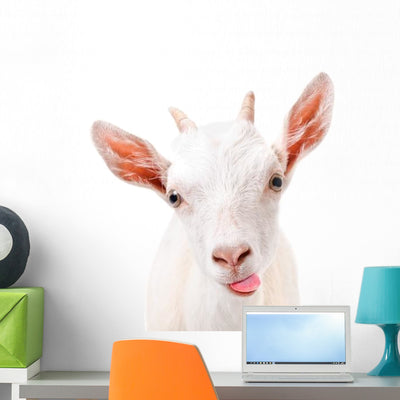 Funny Goat Showing Tongue Wall Decal shown on a wall