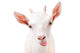 Funny Goat Showing Tongue Wall Decal