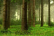 Forest 7 Wall Mural