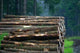 Forest 8 Wall Mural
