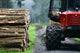 Forest 9 Wall Mural