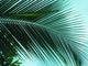 Palm on sky background leaf Wall Mural