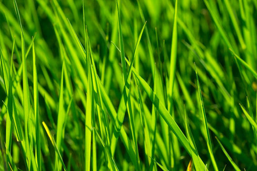Grass Wall Mural