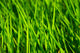 Grass Wall Mural