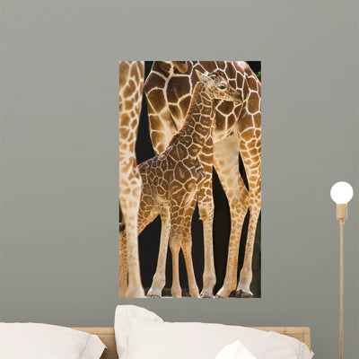 Baby Giraffe Wall Mural shown on a wall