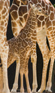 Baby Giraffe Wall Mural