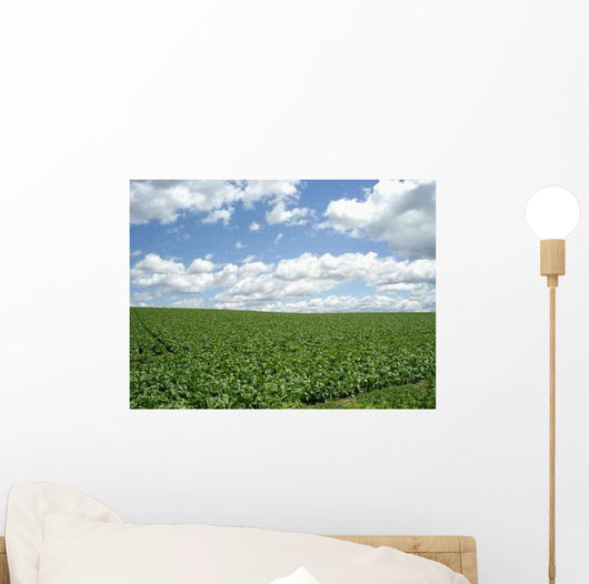 Field Biei Wall Decal