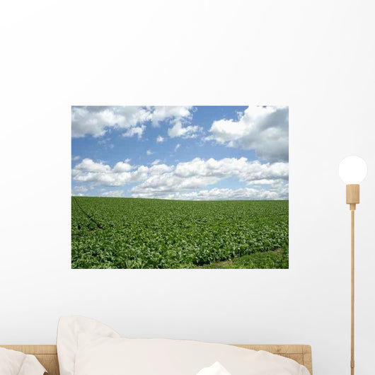 Field Biei Wall Decal