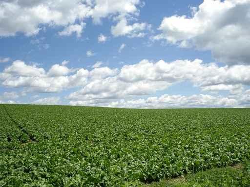 Field Biei Wall Decal