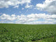 Field Biei Wall Decal