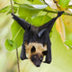 Fruit Bat Hanging in Tree Wall Mural