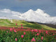 Mountains Caucasus Wall Decal