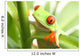 Frog in a Plant Wall Mural