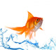 Gold fish. Isolation on white Wall Decal