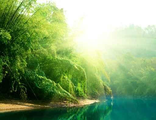 Sunset Jungle Thailand Wall Decal