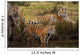 Siberian Tiger Cubs Wall Mural